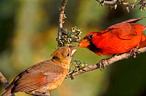 Cardinal (Cardinalis cardinalis) male and memale passing food between them, Rio Grande Valley, Texas, USA, June