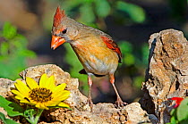 Northern Cardinal (Cardinalis cardinalis) female standing over Sunflower, Rio Grande Valley, Texas, USA, May