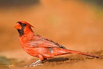 Northern Cardinal (Cardinalis cardinalis) male in the Rio Grande Valley, South Texas, USA, June