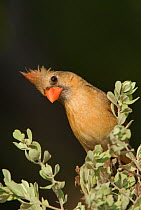 Northern Cardinal (Cardinalis cardinalis) female in the Rio Grande Valley, South Texas, USA, June