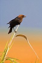 Brown-headed Cowbird (Molothrus ater) male perched on Cattail, Anahuac National Wildlife Refuge, Texas, USA, June