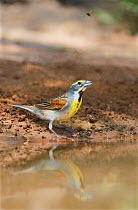 Dicksissel (Spiza americana) male bathing in a small pond in the Rio Grande Valley in South Texas, USA, April
