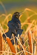 Boat-tailed Grackle (Quiscalus major) male sitting in reeds singing and displaying,Anahuac National Wildlife Refuge, Texas, USA, June