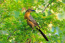Great-tailed Grackle (Quiscalus mexicanus) female in tree, Rio Grande Valley, Texas, USA, May