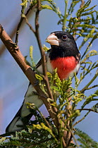 Rose-breasted Grosbeak (Pheucticus ludovicianus)male perched on branch, South Padre Island, Texas, USA, April