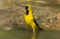 Hooded Oriole (Icterus cucullatus) first spring male bathing in pond, Rio Grande Valley, Texas, USA, June