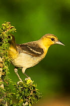 Hooded Oriole (Icterus cucullatus) female perched on branch, Hill Country, Texas, USA, June