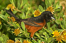 Orchard Oriole (Icterus spurius) male perched in flowering shrub, Sabine Pass, Jefferson County, Texas, USA, June