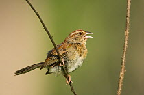 Bachman's Sparrow (Aimophila aestivalis) male perched on woody stem, and calling, Angelina National Forest, Jasper County, Texas, USA, June