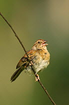 Bachman's Sparrow (Aimophila aestivalis) male perched on woody stem, and calling, Angelina National Forest, Jasper County, Texas, USA, June