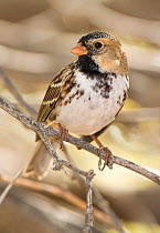 Harris's Sparrow (Zonotrichia querula) male in winter plumage, Salton Sea National Wildlife Refuge, California, USA, May