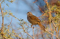 Song Sparrow (Melospiza / Zonotrichia melodia) perched on branch, Northern Miojave Desert, California, USA, May