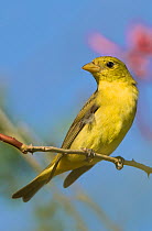 Scarlet Tanager (Piranga olivacea) female perched on branch, South Padre Island, Texas, USA, April