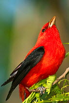 Scarlet Tanager (Piranga olivacea) male perched on branch, South Padre Island, Cameron County, Texas, USA, April