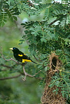 Yellow Rumped Cacique (Cacicus cela) perching on a branch next to its woven nest in the tropical rainforest of llanos, Venezuela, South America
