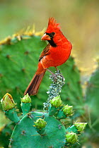 Northern Cardinal (Cardinalis cardinalis) male on Lichen covered branch by flowering Opuntia cactus, Rio Grande Valley, Texas, USA