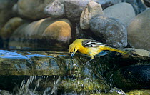 Hooded Oriole (Icterus cucullatus) female drinking at small spring, Rio Grande Valley, Texas, USA