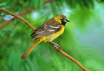 Hooded Oriole (Icterus cucullatus) male perched in Mesquite tree, South Padre Island, Texas, USA