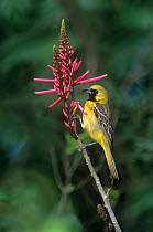 Hooded Oriole (Icterus cucullatus) male perched on flower stalk, South Padre Island, Texas, USA