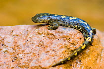 Pyrenean brook salamander (Euproctus asper) on rock, Pyrenees mountains, Catalonia, Spain.