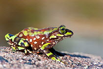 Tree frog (Boophis microtympanum), Andrigitra National Park, Central Madagascar.