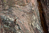 Ring-tailed lemur (Lemur catta) camouflaged on rock, living in the mountains of Andrigitra National Park, Central Madagascar.