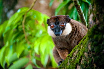 White collared / Grey-headed lemur (Eulemur cinereiceps) male, captive, Manombo forest, Madagascar, critically endangered