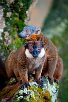 White collared / Grey-headed lemur (Eulemur cinereiceps) male (in front) and female (behind), captive, Manombo forest, Madagascar, critically endangered