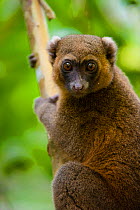 Golden bamboo lemur (Hapalemur aureus), Critically endangered, Ranomafana National Park, East Madagascar.