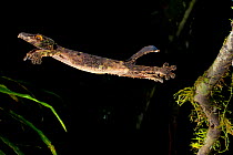 Leaf tailed gecko (Uroplatus sikorae) leaping from branch, Ranomafana National Park, East of Madagascar.
