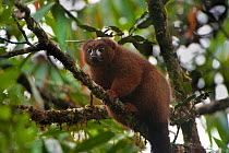 Red-bellied lemur (Eulemur rubriventer), Ranomafana National Park, East of Madagascar, Vulnerable species