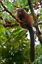 Red-bellied lemur, (Eulemur rubriventer), Ranomafana National Park, East of Madagascar, Vulnerable species.