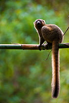 Golden bamboo lemur (Hapalemur aureus) sitting on bamboo, Critically endangered, Ranomafana National Park, East Madagascar.