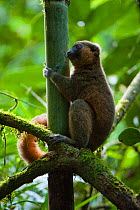 Golden bamboo lemur (Hapalemur aureus) on bamboo, Critically endangered, Ranomafana National Park, East of Madagascar.