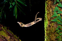 Leaf tale gecko (Uroplatus sikorae) leaping from tree trunk, Ranomafana National Park, East Madagascar.