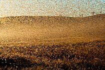Locust plague (Locusta migratoria capito) threatens crops in south Madagascar, June 2010