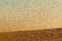 Locust plague (Locusta migratoria capito) threatens crops in south Madagascar, June 2010