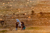 Locust plague (Locusta migratoria capito) engulfs people in south Madagascar, June 2010