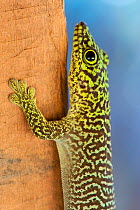 Day gecko (Phelsuma standingi) Zombitse National Park, South Madagascar, Vulnerable species