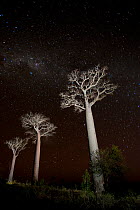Baobab trees (Adansonia za) at night, Zombitse National Park, Madagascar, June 2010