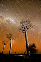 Star trails above Baobab trees (Adansonia za) at night, Zombitse National Park, Madagascar, June 2010