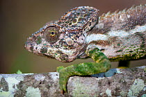 Warty chameleon (Chamaeleo verrucosus), Andohahela National Park, South of Madagascar.