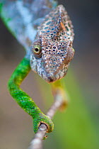 Warty chameleon (Chamaeleo verrucosus) walking along branch, Andohahela National Park, South Madagascar.