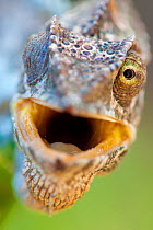 Warty chameleon (Chamaeleo verrucosus) portrait with mouth open, Andohahela National Park, South Madagascar.