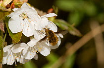 Bee-fly (Bombylius major) pollinating Wild Cherry (Prunus avium) Herefordshire, England, UK