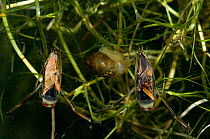 Common Backswimmer (Notonecta glauca) and the Spotted Backswimmer (Notonecta maculata) and Common / Wandering pond snail (Lymnaea peregra) on Horned Pondweed (Zannichelia palustris) captive, England,...