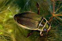 Great Diving beetle (Dytiscus circumflexus) on Soft Hornwort (Ceratophyllum submersum) in pond, captive, UK.