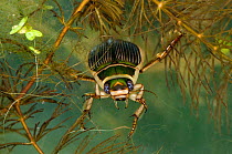 Great diving beetle (Dytiscus circumflexus) on Soft Hornwort (Ceratophyllum submersum) in pond, captive, UK.