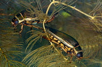 Two female Great diving beetles (Dytiscus circumflexus) on Soft Hornwort (Certophyllum submersum) in pond, captive, Shropshire, UK.
