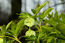 Green Hellebore (Helleborus viridis) flowering, Herefordshire, England, UK, April